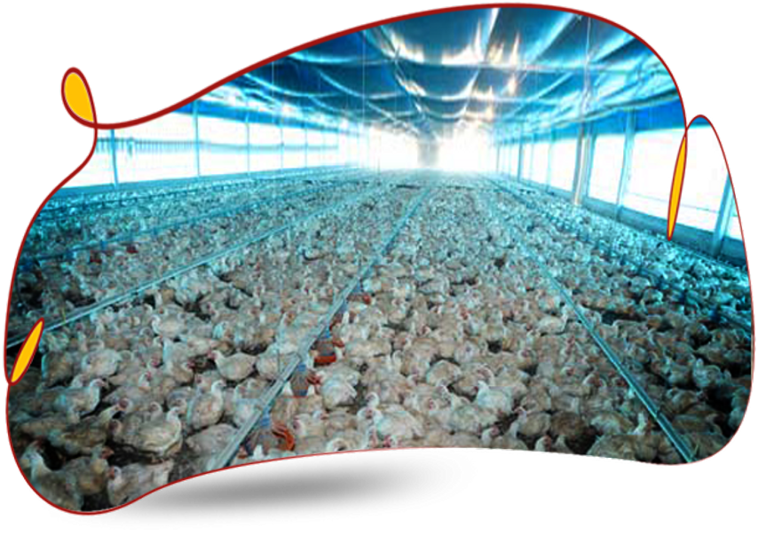 AVIÁRIOS AVIÁRIOS
