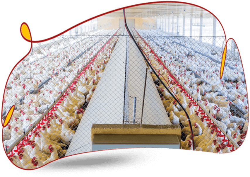 GRANJA DE PRODUÇÃO DE OVOS GRANJA DE PRODUÇÃO DE OVOS
